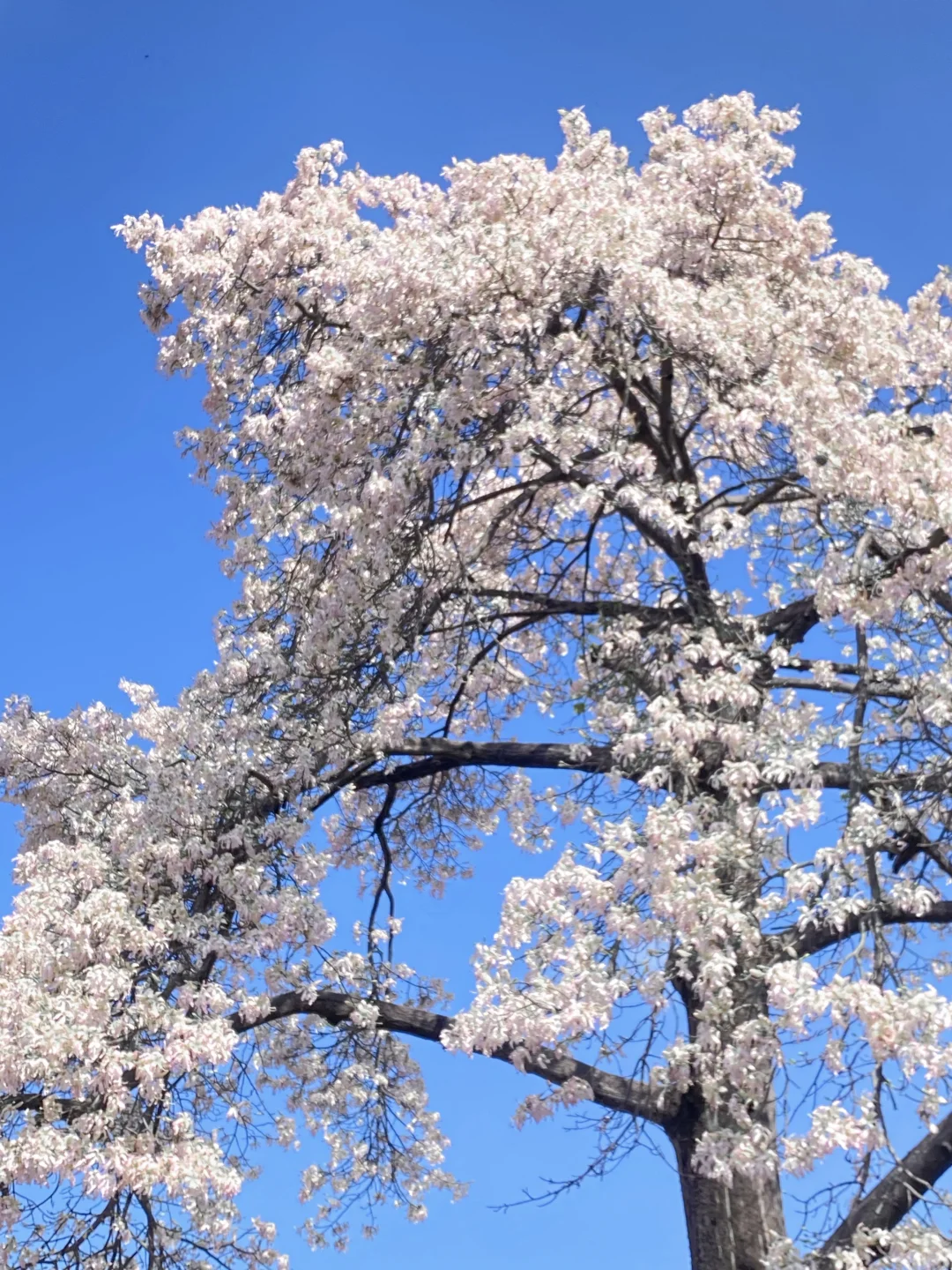 “后来我逢人便会说…🌸秋天的广州有多美！！”