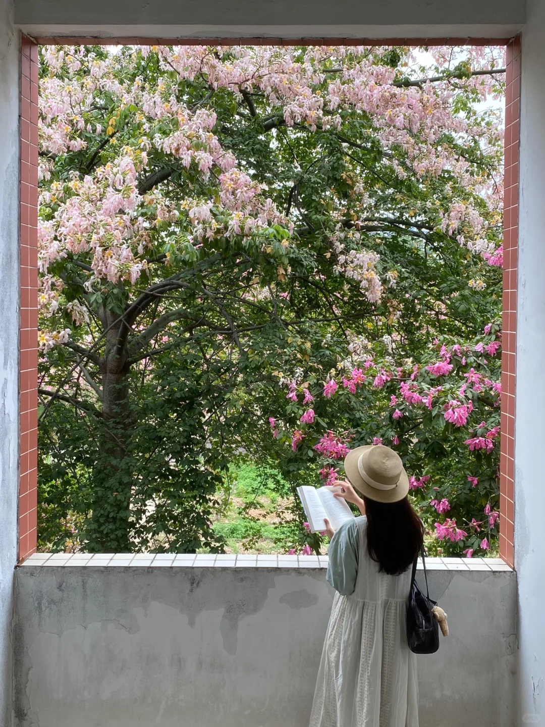 Live图🌸一棵树就是…广州一场盛大的秋冬！！