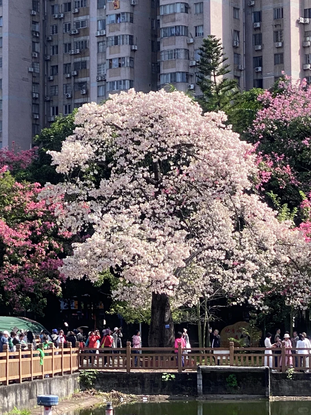 “后来我逢人便会说…🌸秋天的广州有多美！！”