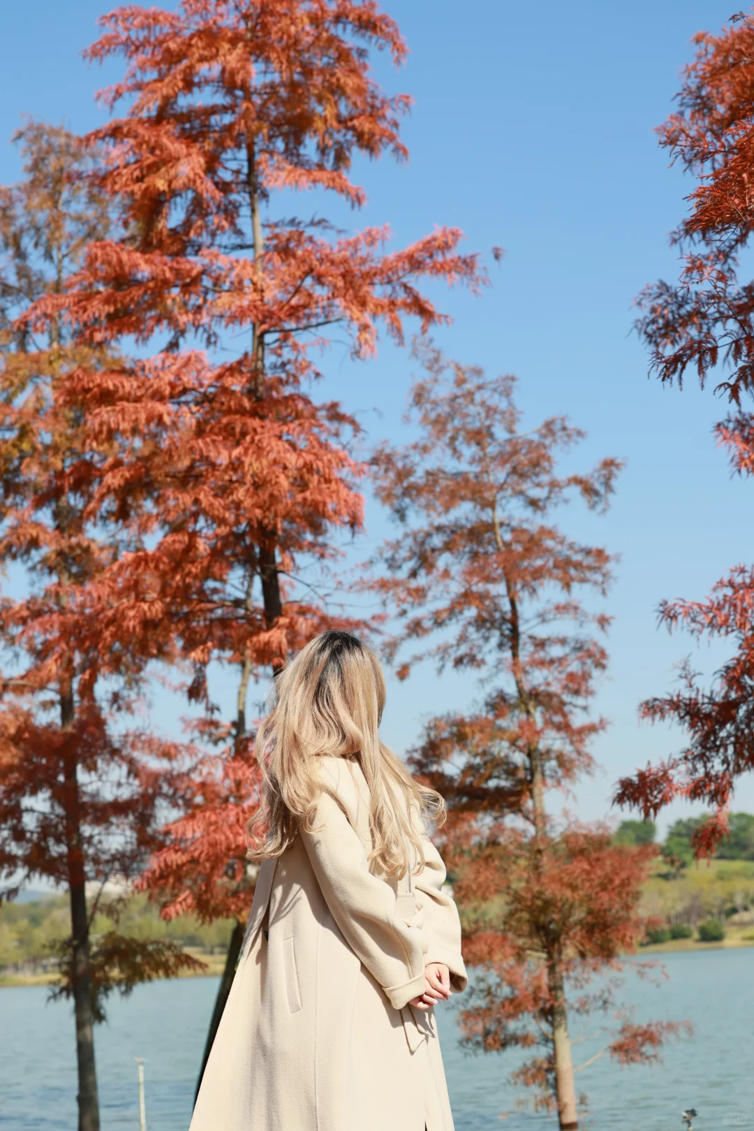 深圳 | 落羽杉开始红了
