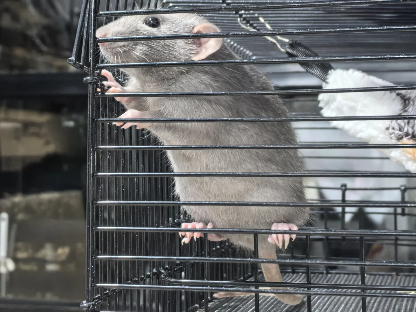 广州大学城 花枝鼠送养