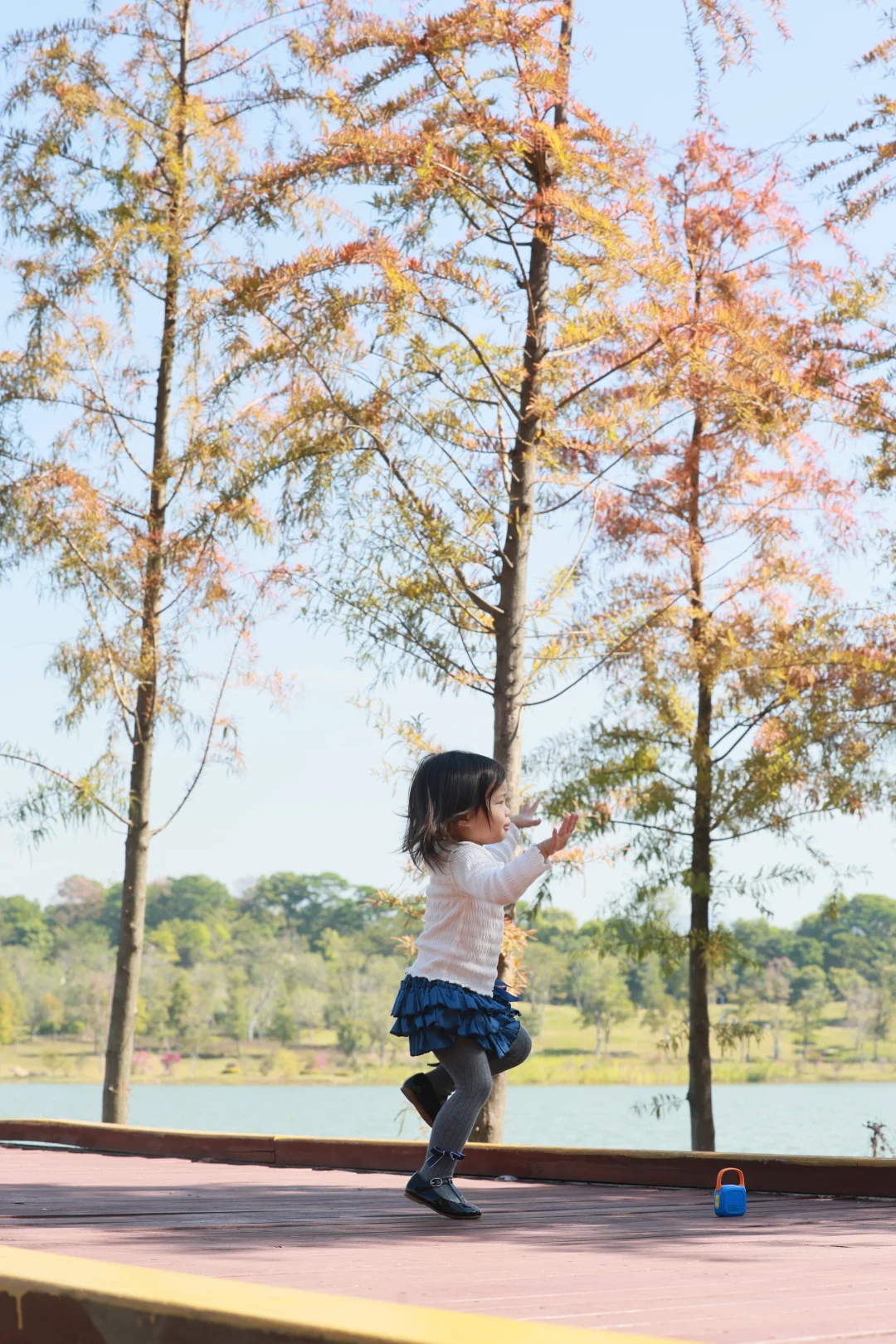 深圳 | 落羽杉开始红了
