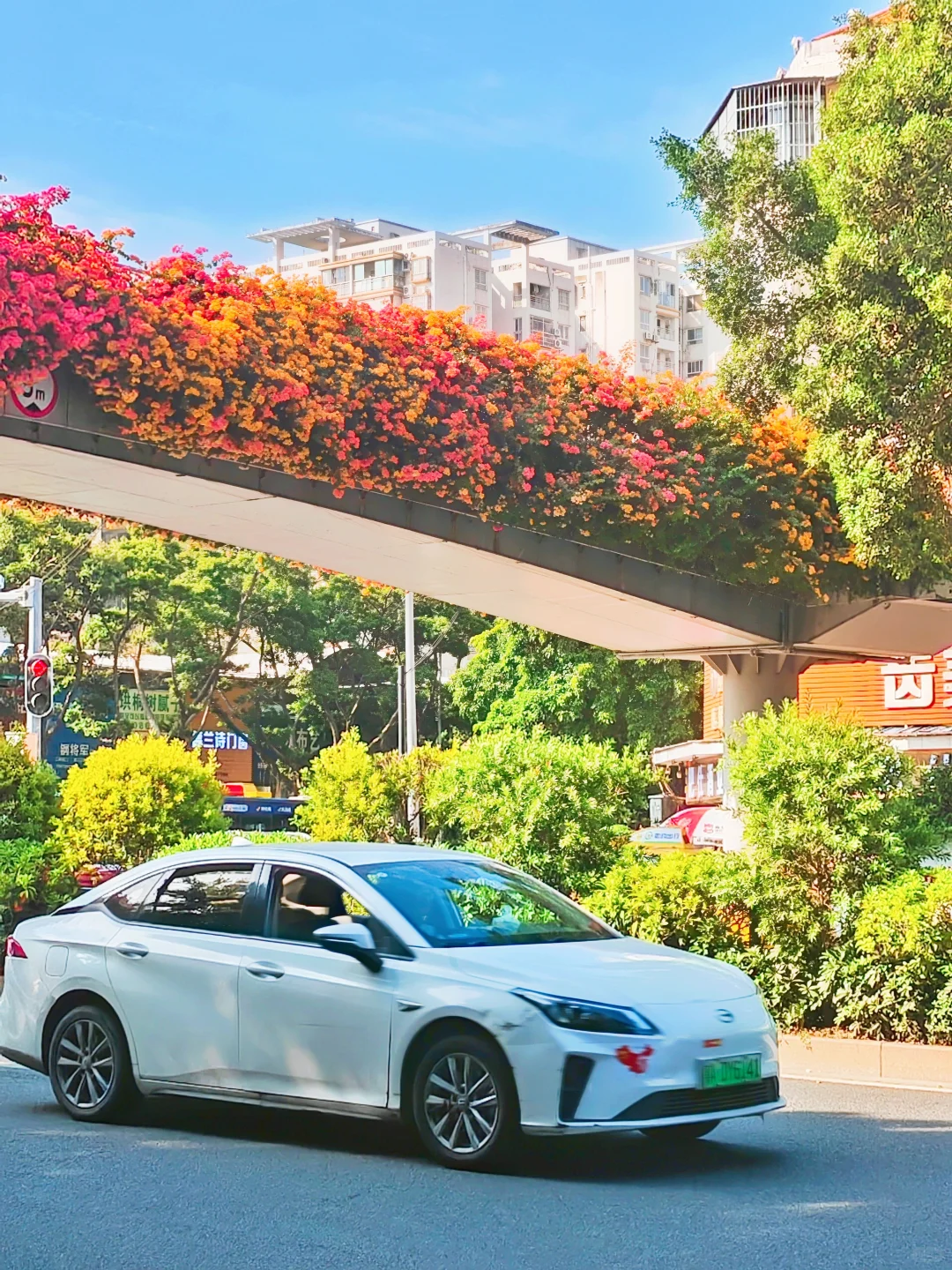 广州塔下赤岗天桥三角梅已到盛花期！