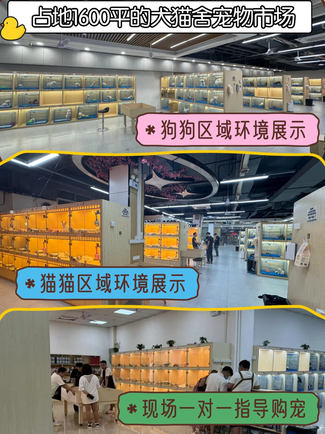 深圳大型宠物基地🔥喜欢猫猫狗狗的看过来🔥