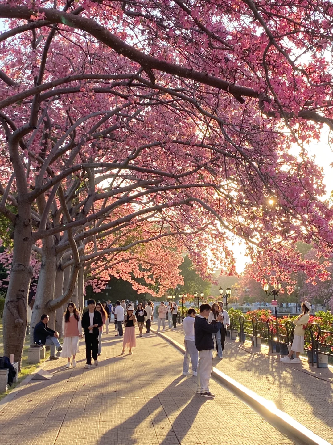 “后来我逢人便会说…🌸秋天的广州有多美！！”