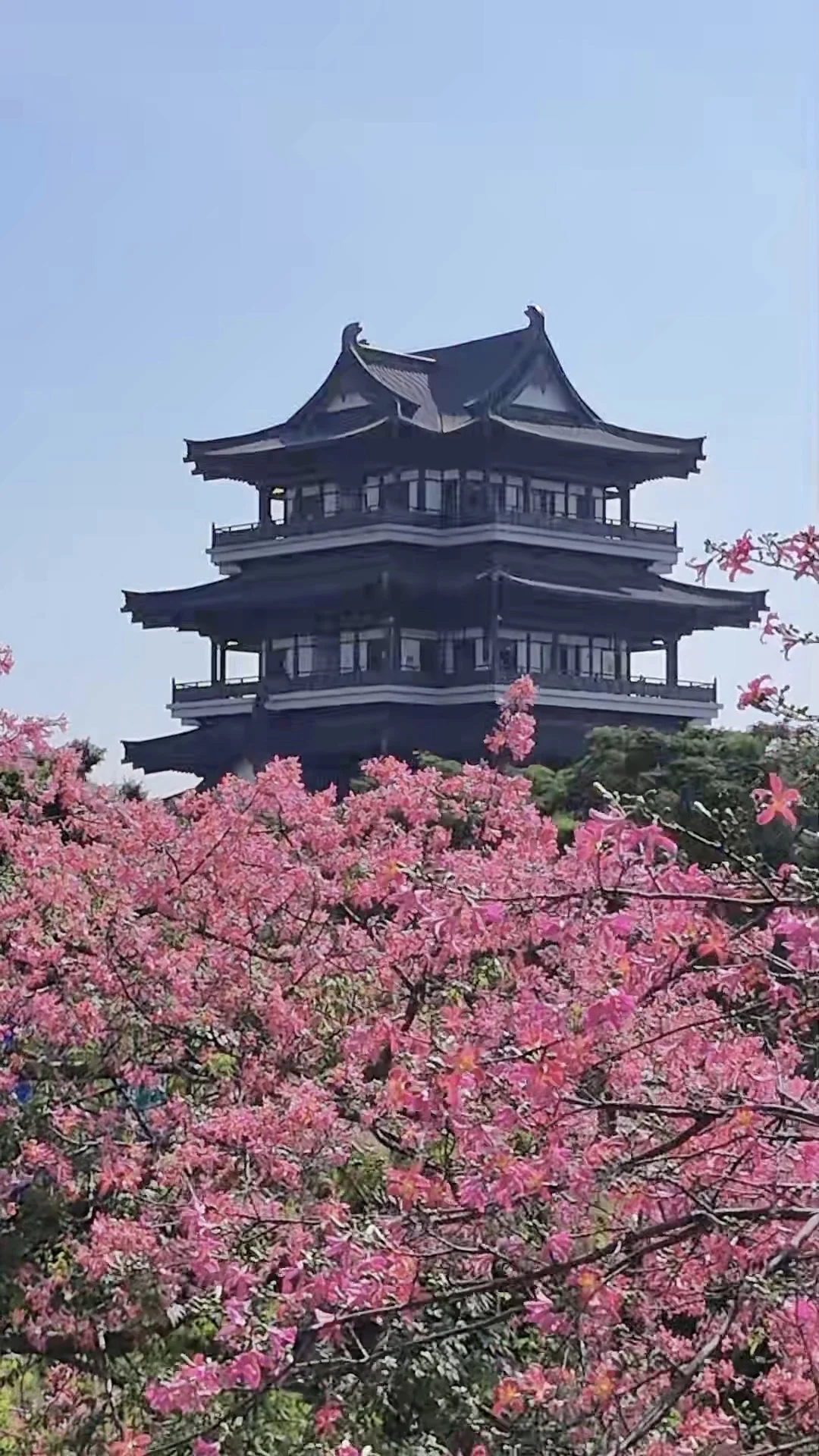 “后来我逢人便会说…🌸秋天的广州有多美！！”