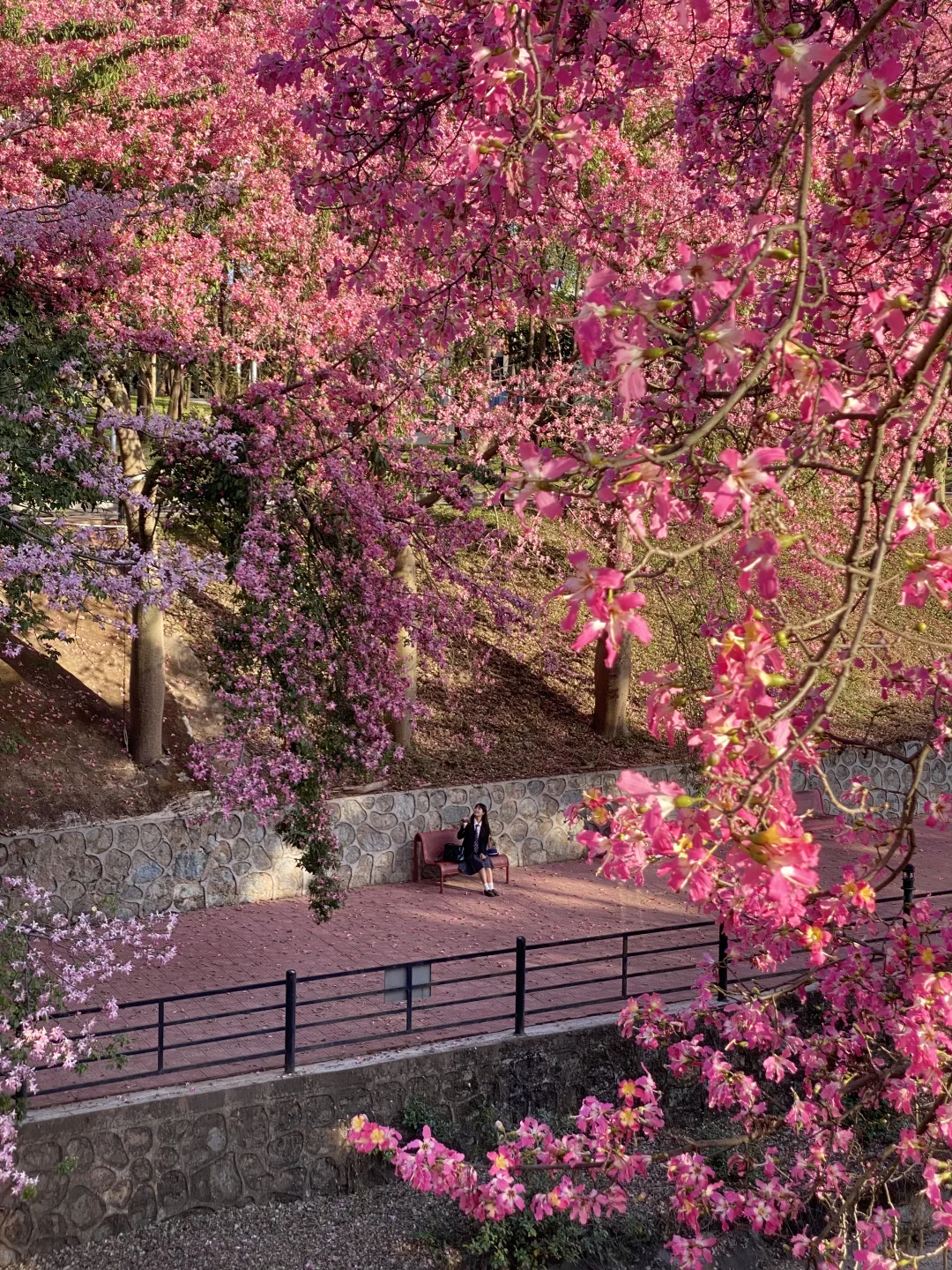 “后来我逢人便会说…🌸秋天的广州有多美！！”