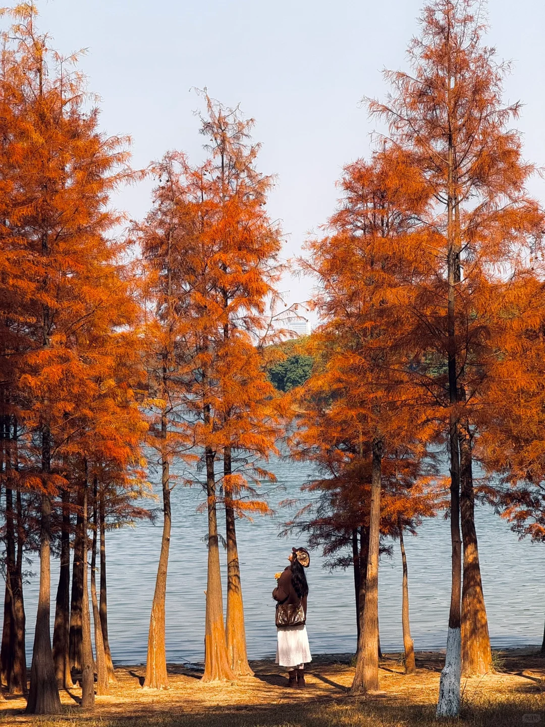 不是大理！现在的东莞美得像油画📱1.6实拍