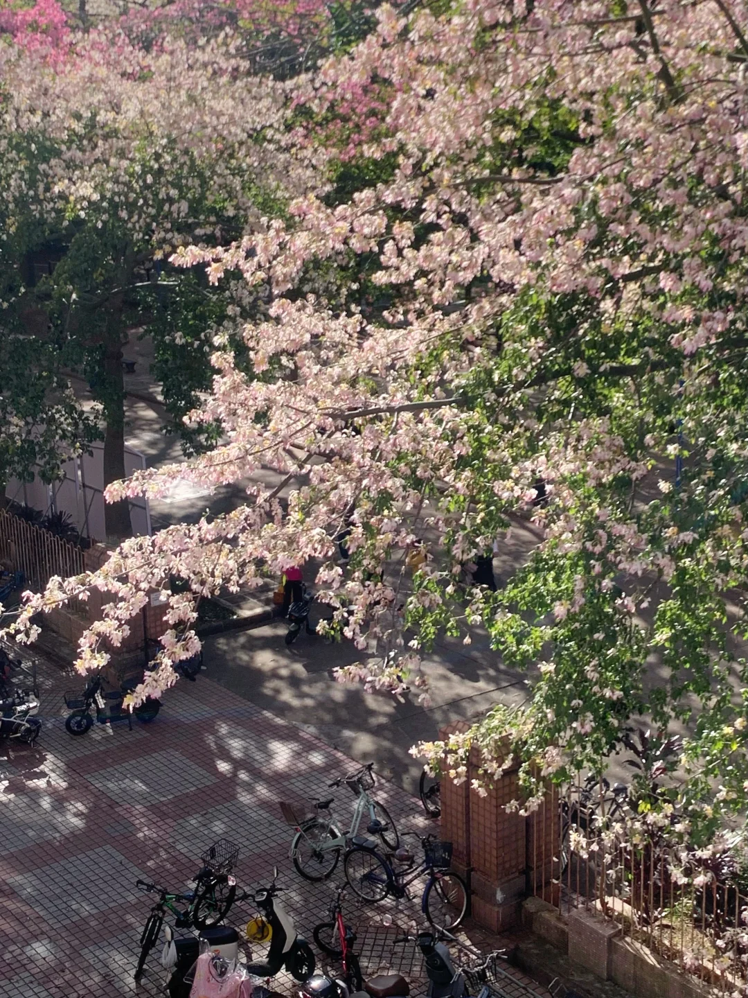 Live图🌸一棵树就是…广州一场盛大的秋冬！！