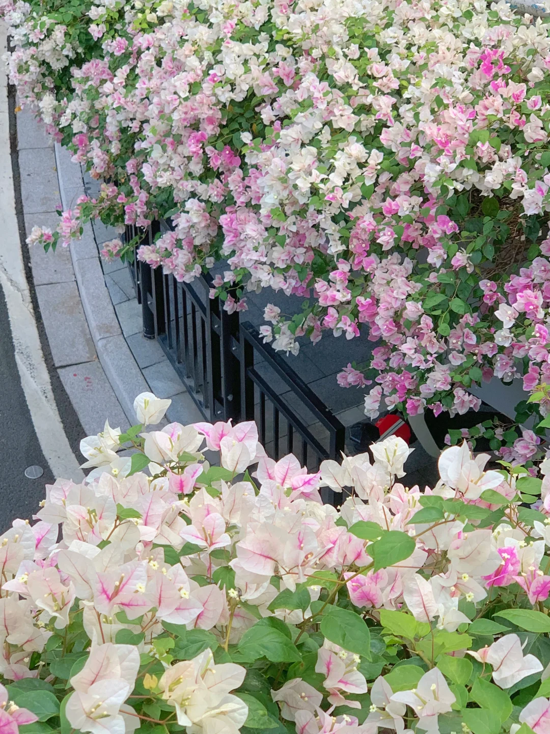 “后来我逢人便会说…🌸秋天的广州有多美！！”