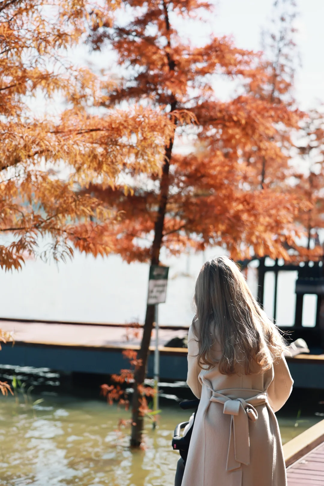 深圳 | 落羽杉开始红了