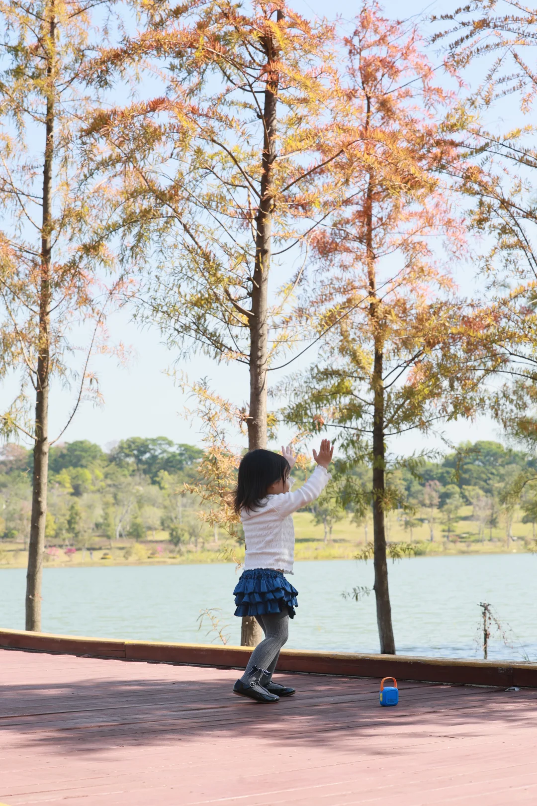 深圳 | 落羽杉开始红了