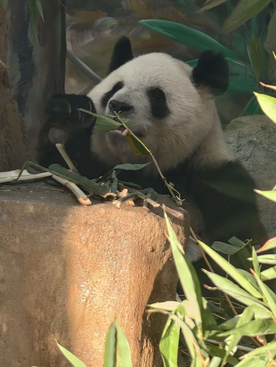 广州动物园，下次还来！