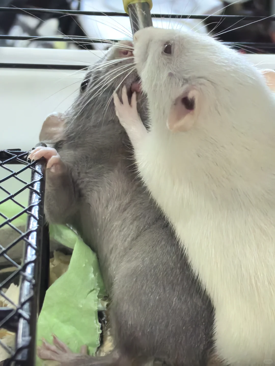 广州大学城 花枝鼠送养