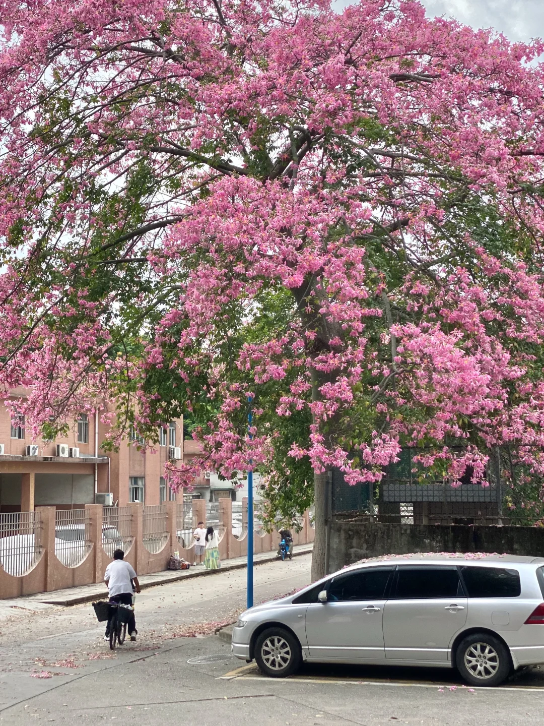 Live图🌸一棵树就是…广州一场盛大的秋冬！！