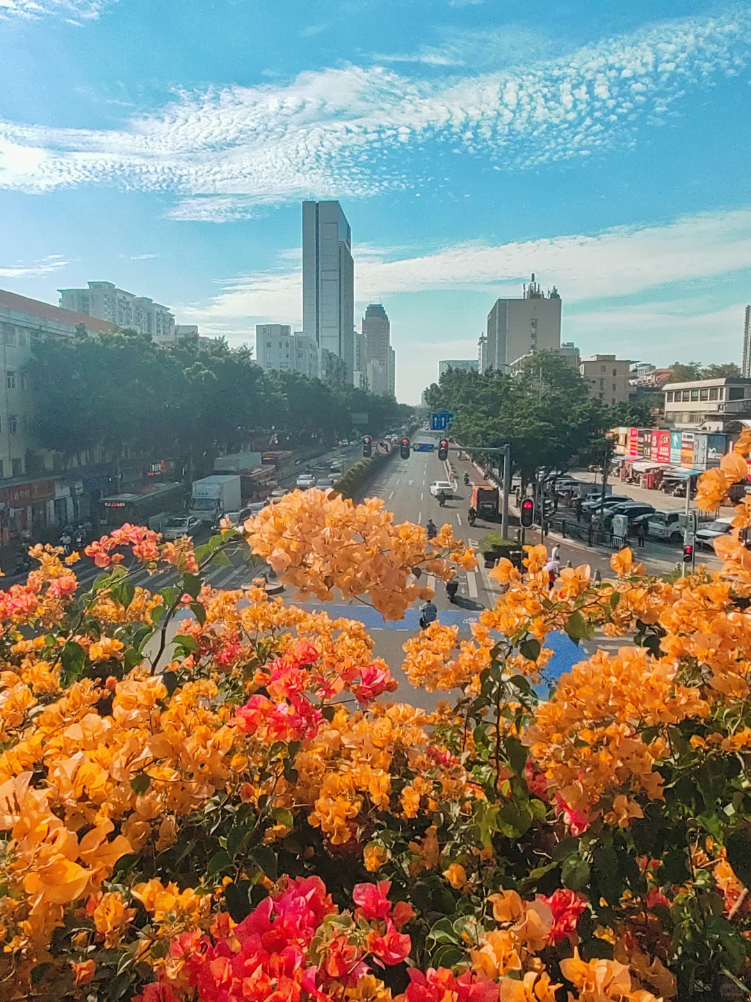 广州塔下赤岗天桥三角梅已到盛花期！