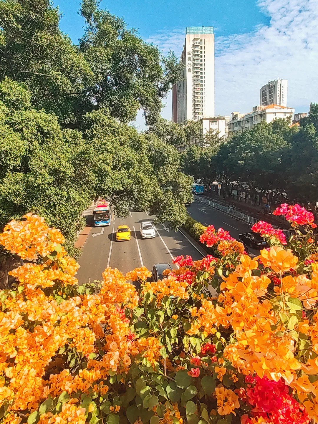 广州塔下赤岗天桥三角梅已到盛花期！