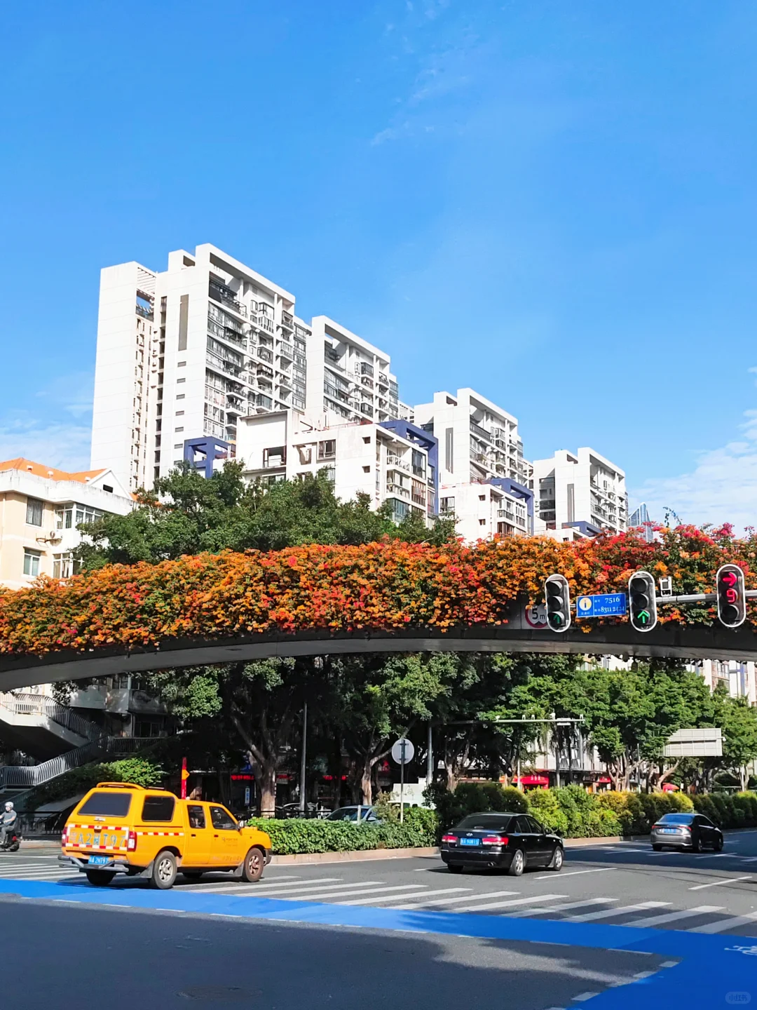 广州塔下赤岗天桥三角梅已到盛花期！