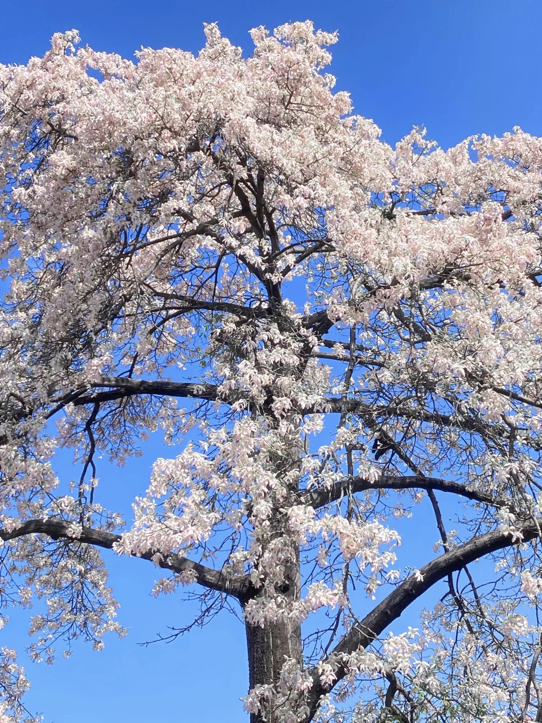 Live图🌸一棵树就是…广州一场盛大的秋冬！！