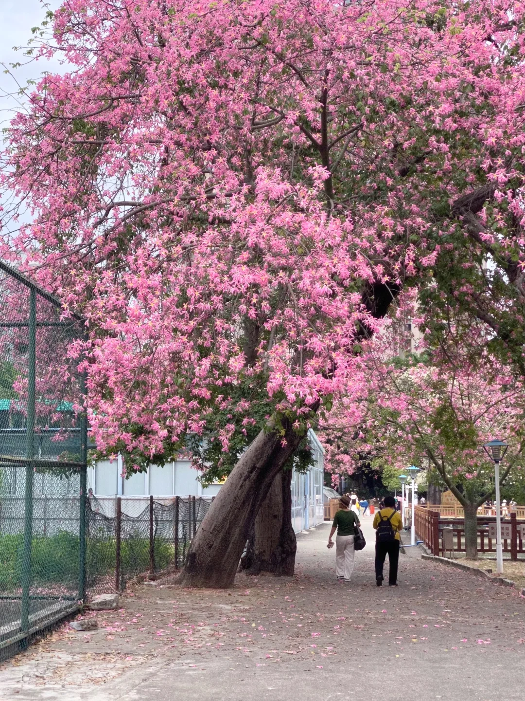Live图🌸一棵树就是…广州一场盛大的秋冬！！