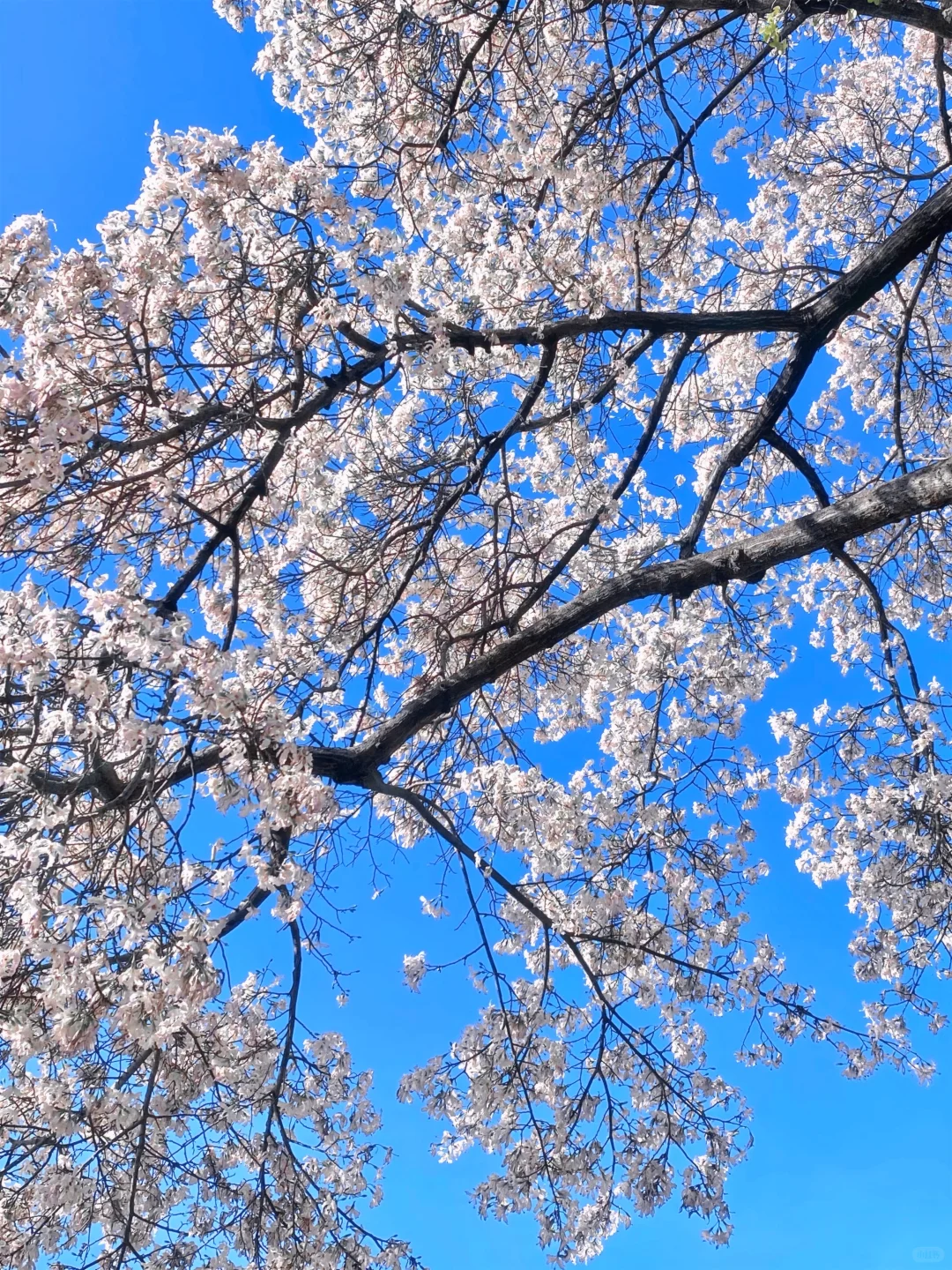 Live图🌸一棵树就是…广州一场盛大的秋冬！！