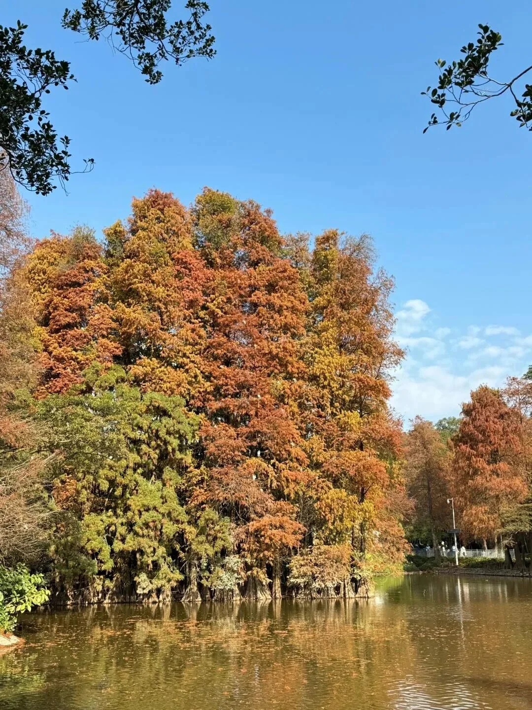 “后来我便逢人就说…冬天的广州有多美‼”