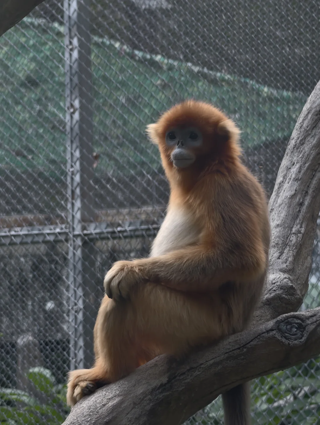 广州动物园，下次还来！