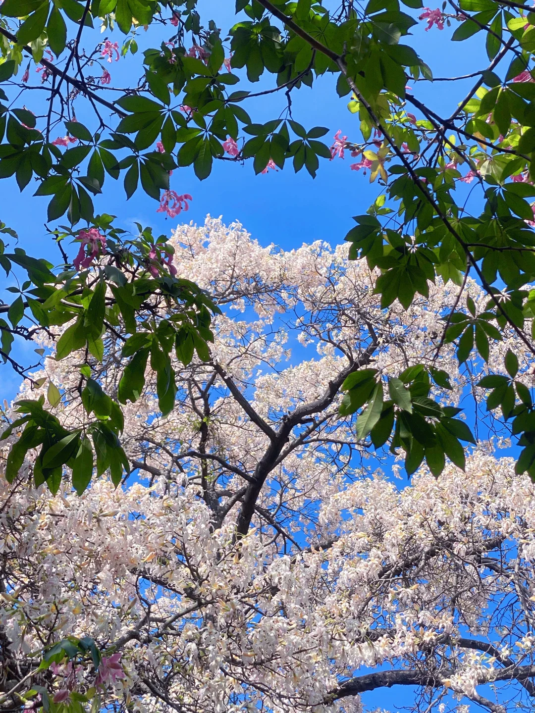 Live图🌸一棵树就是…广州一场盛大的秋冬！！
