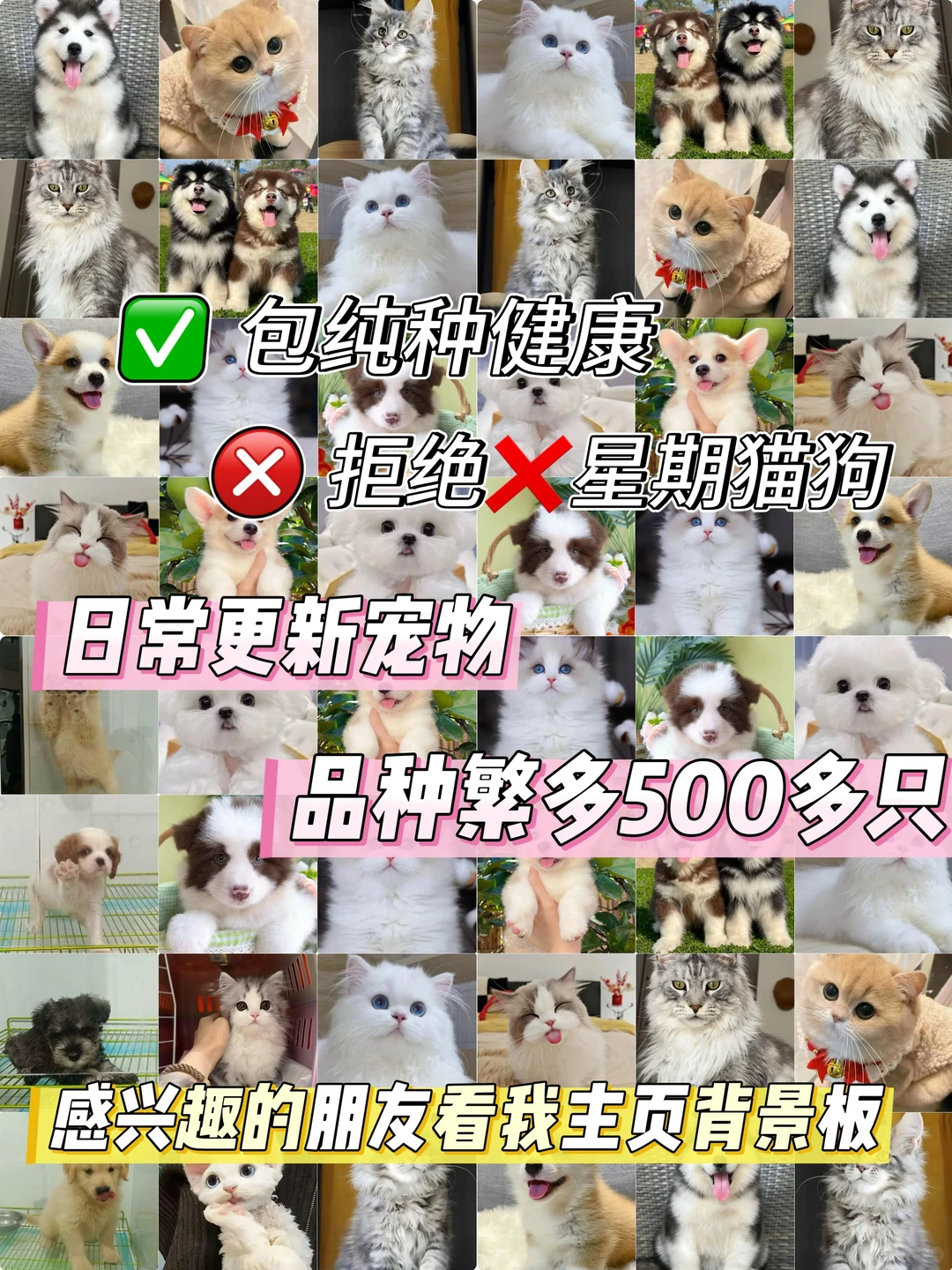 东莞大型宠物基地🔥喜欢猫猫狗狗的快来看看