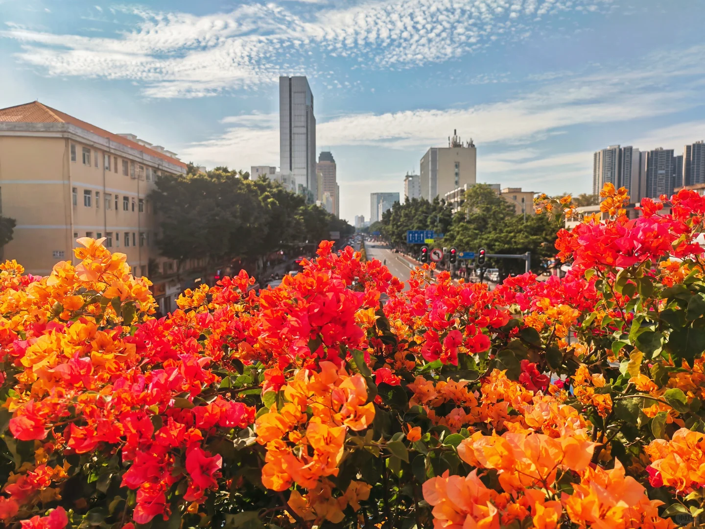 广州塔下赤岗天桥三角梅已到盛花期！