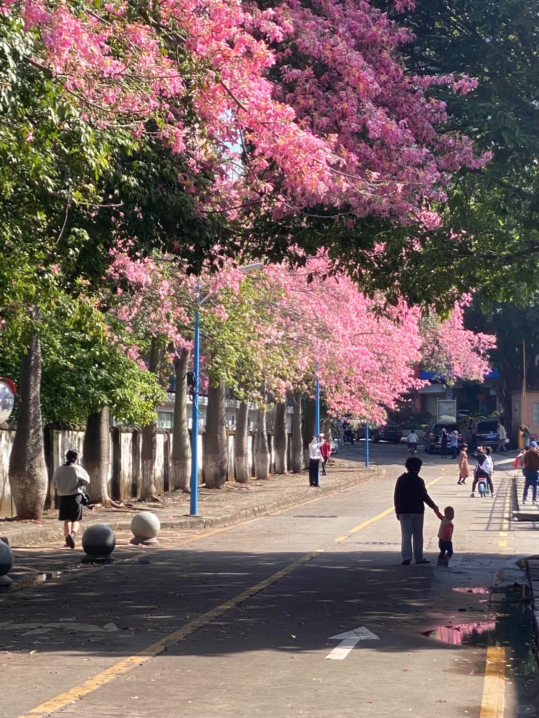 Live图🌸一棵树就是…广州一场盛大的秋冬！！