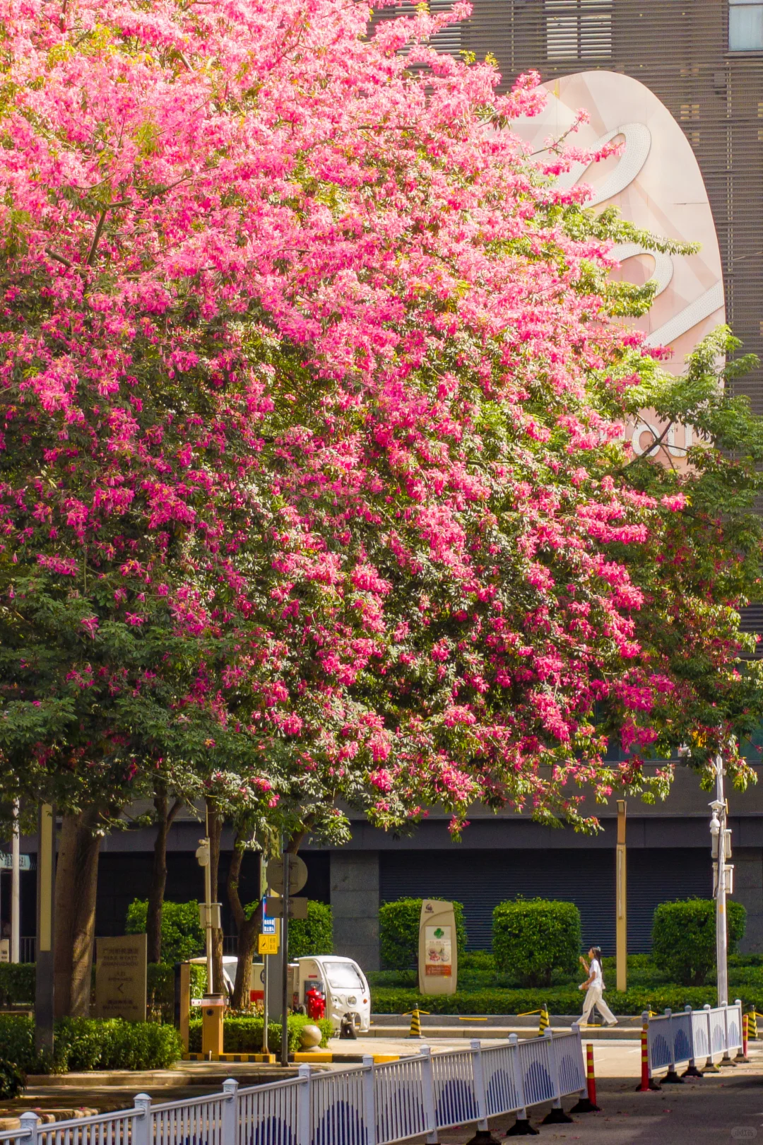 十一月，广州会让你知道为什么叫花城！