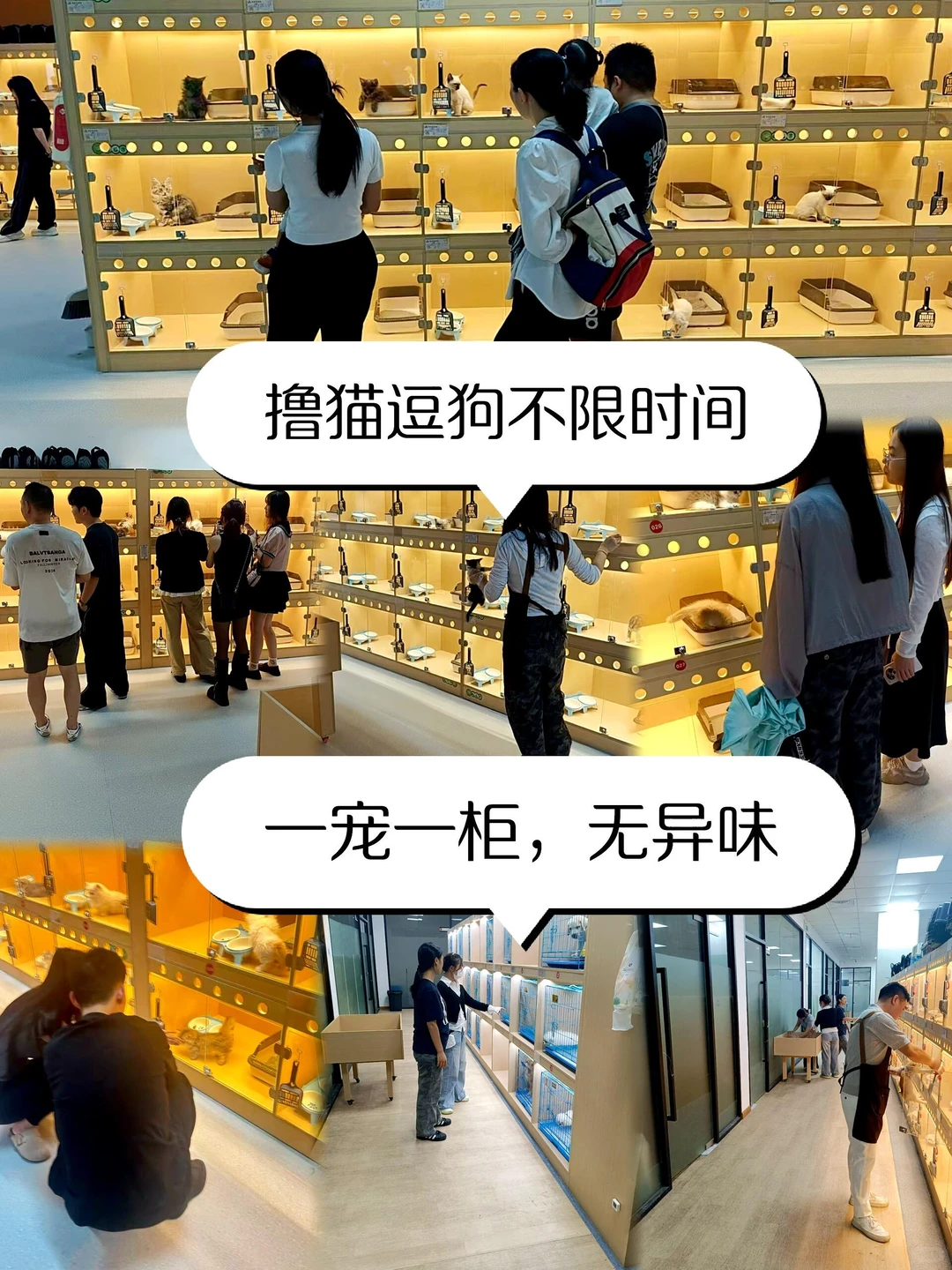 深圳大型宠物基地🔥喜欢猫猫狗狗的看过来🔥