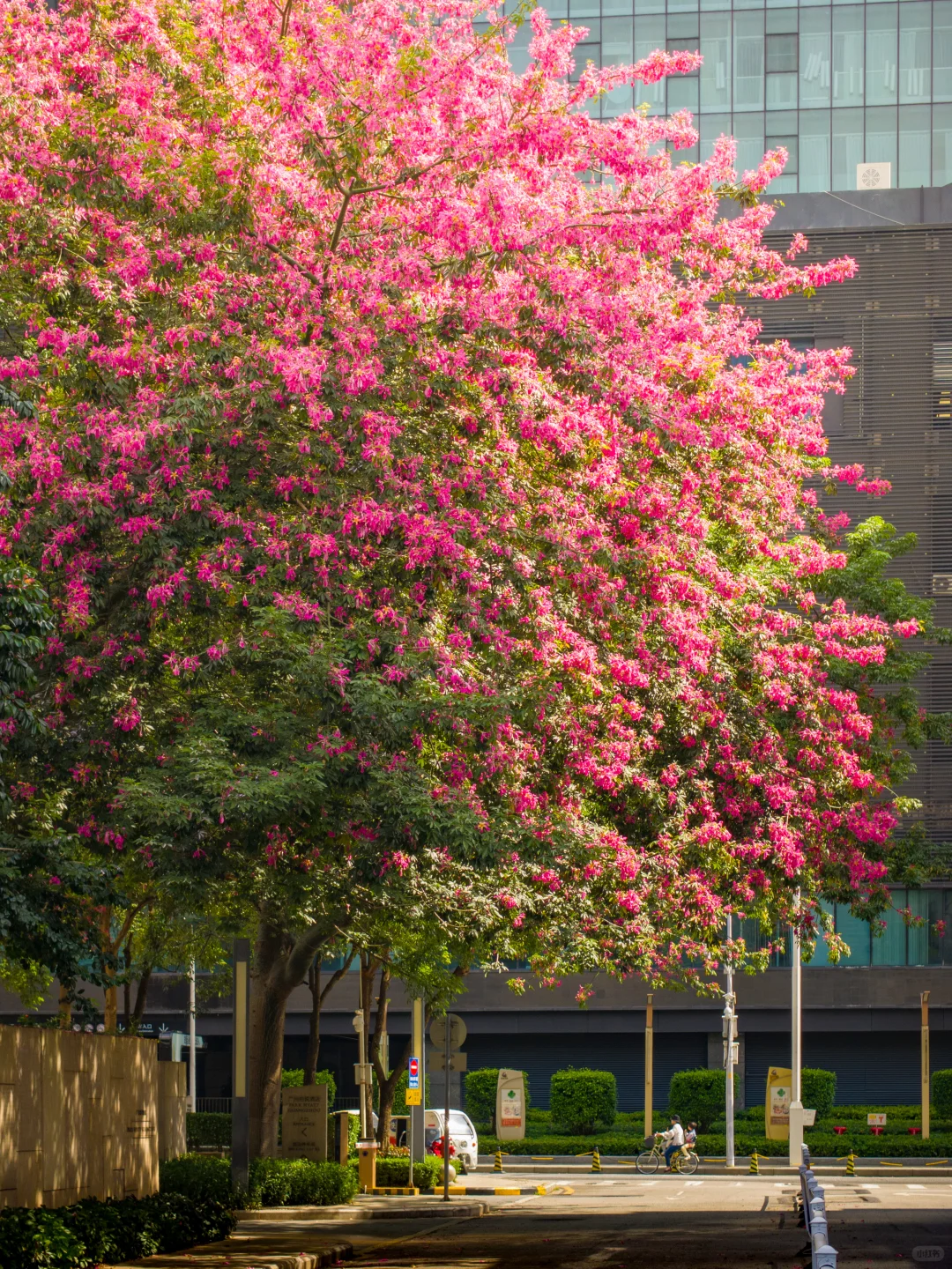 十一月，广州会让你知道为什么叫花城！