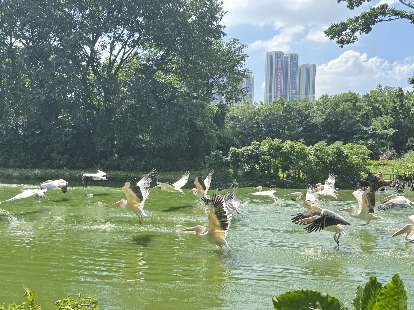 刚回！广州6天5晚 长隆+市区亲子游