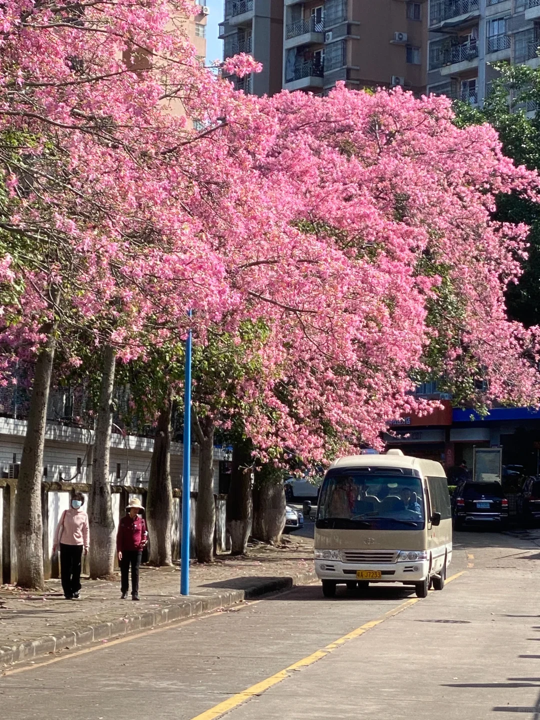 Live图🌸一棵树就是…广州一场盛大的秋冬！！