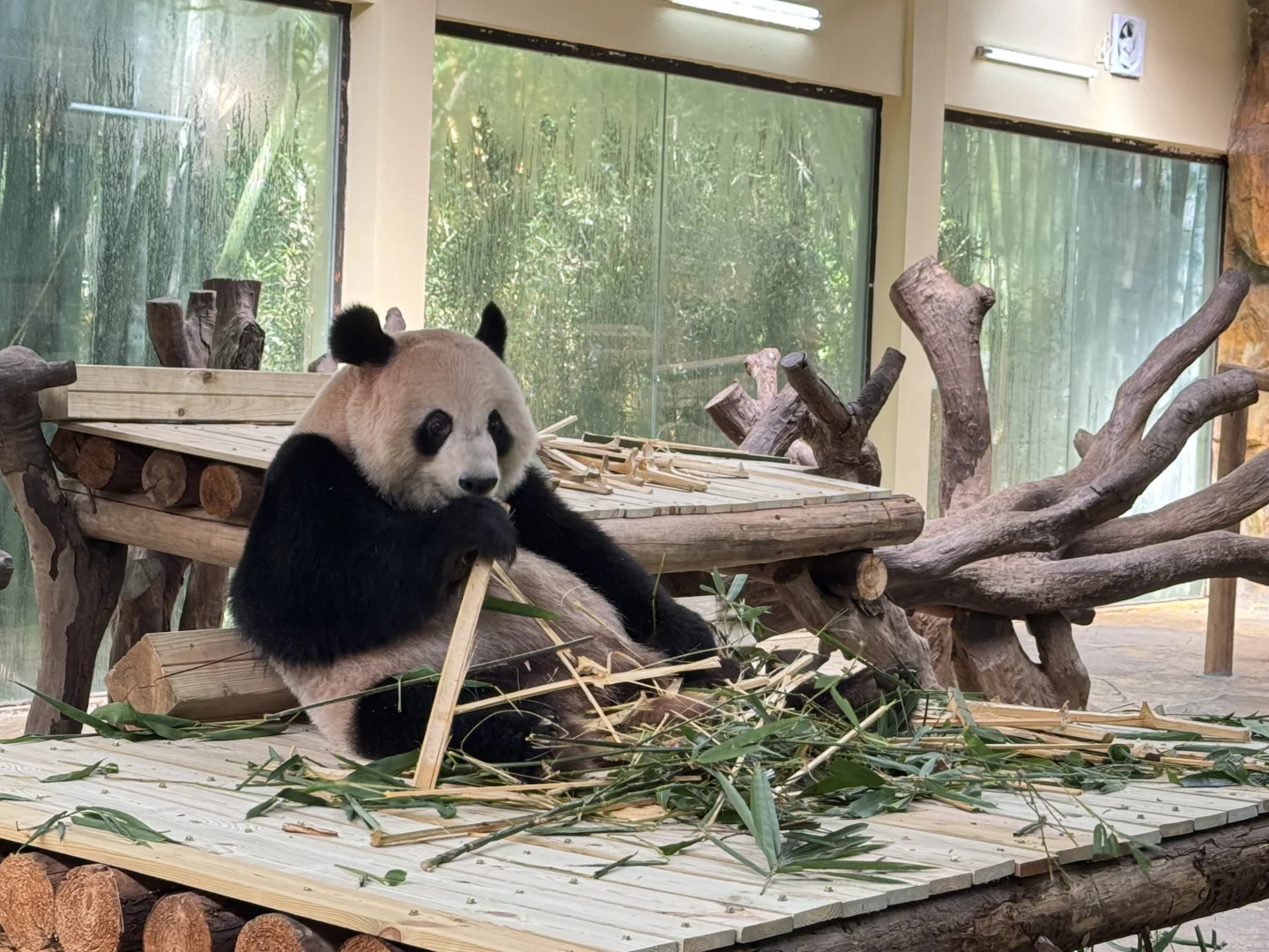 刚回！广州6天5晚 长隆+市区亲子游