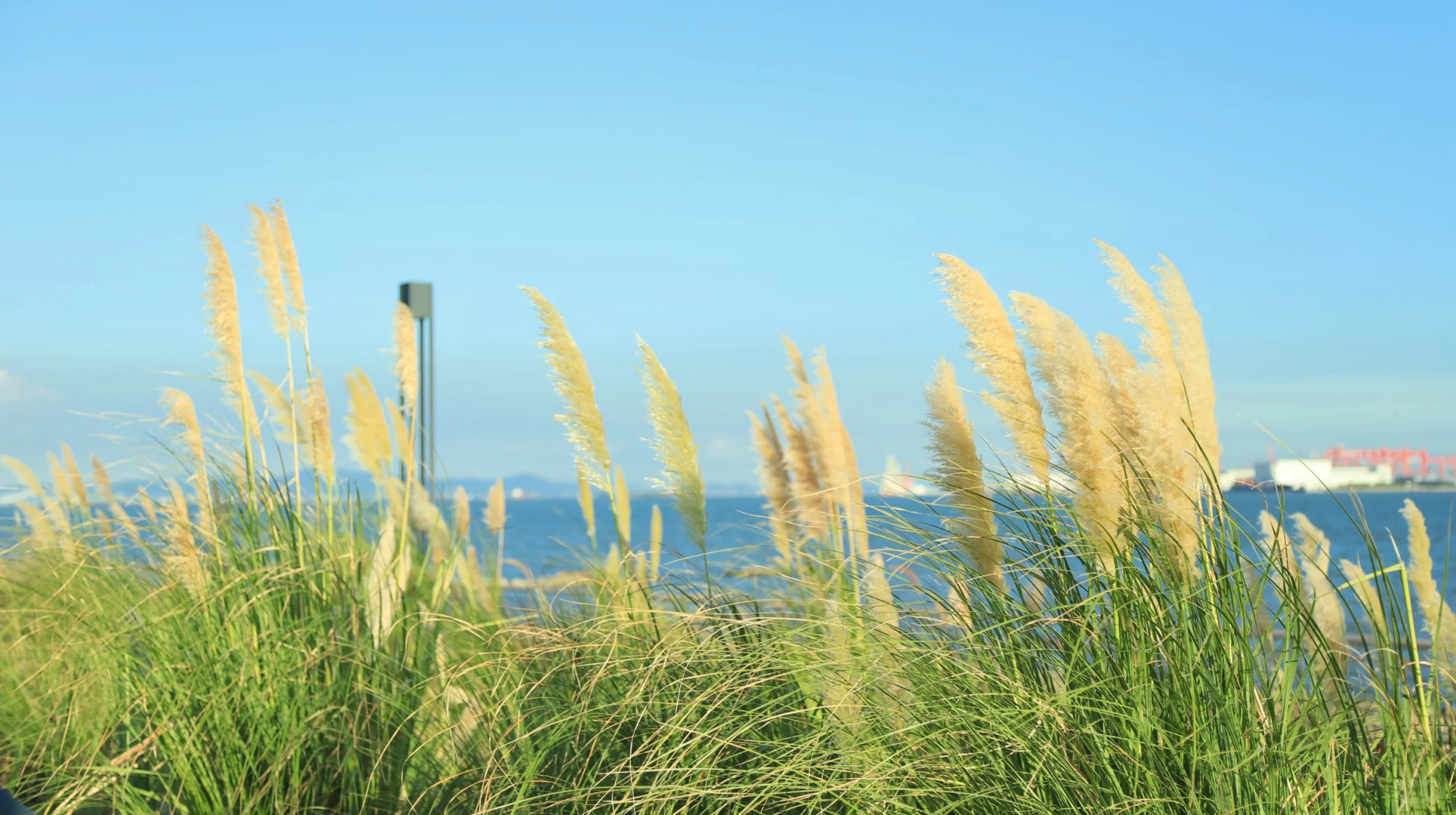 广州南沙看海🌊