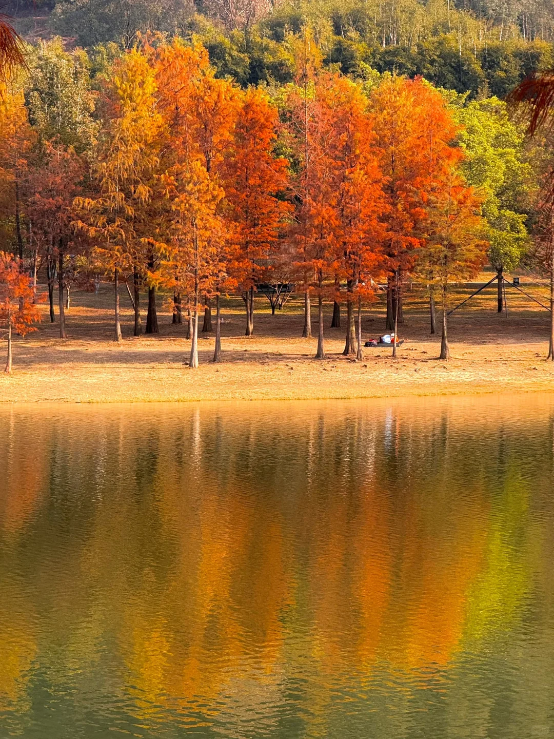 不是大理！现在的东莞美得像油画📱1.6实拍