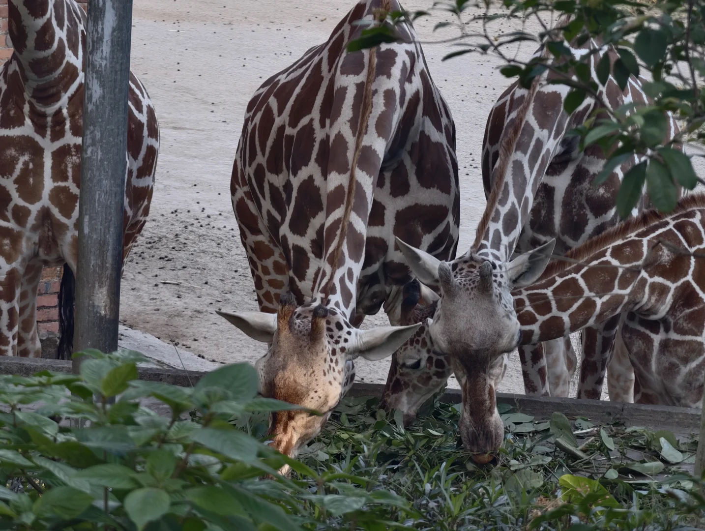 广州动物园，下次还来！