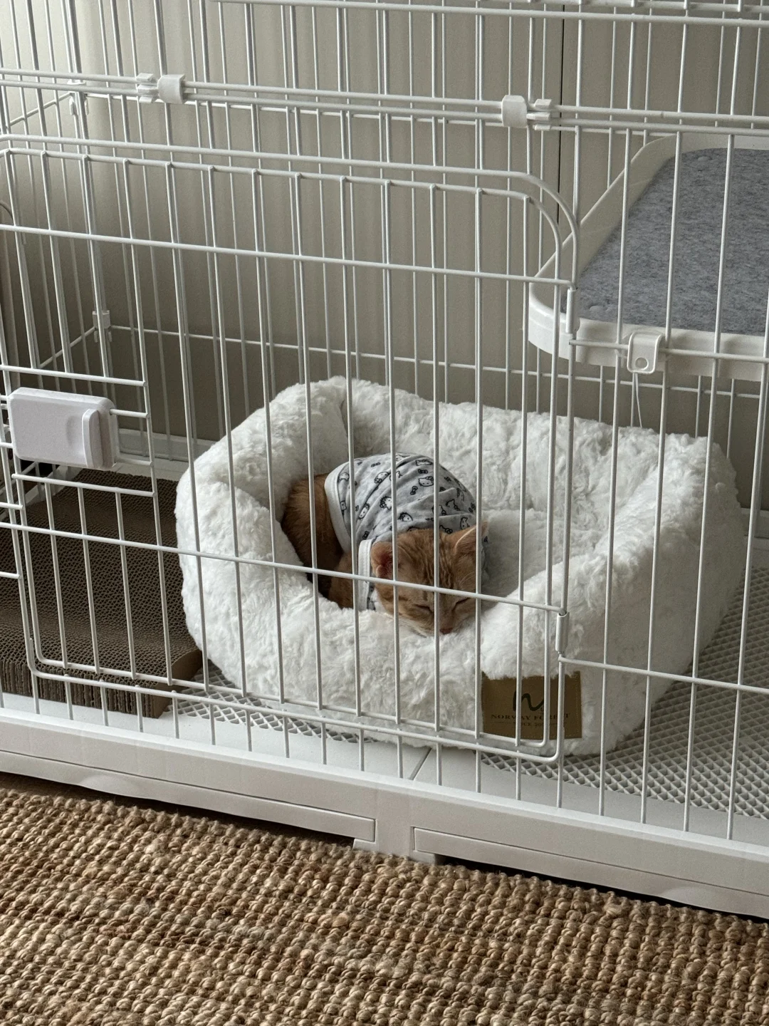 【深圳领养】已绝育小橘妹妹求终身饭票！活泼