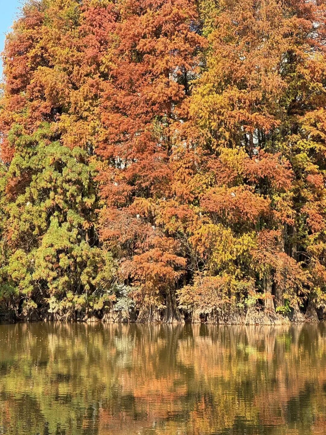 “后来我便逢人就说…冬天的广州有多美‼”
