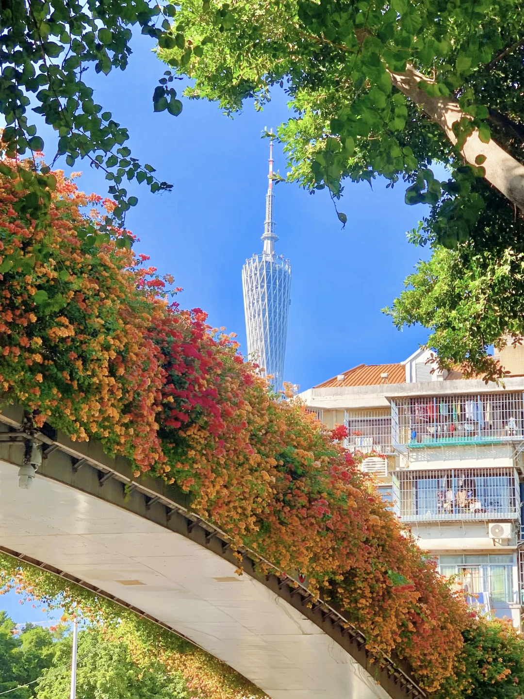 “后来我逢人便会说…🌸秋天的广州有多美！！”