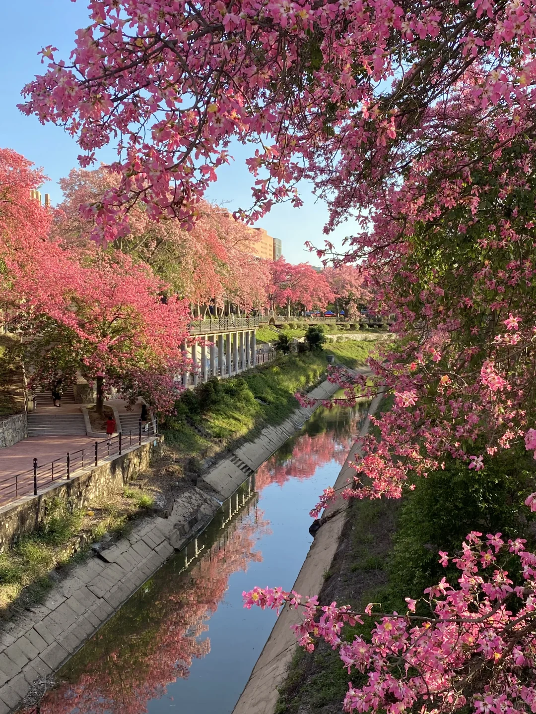 “后来我逢人便会说…🌸秋天的广州有多美！！”