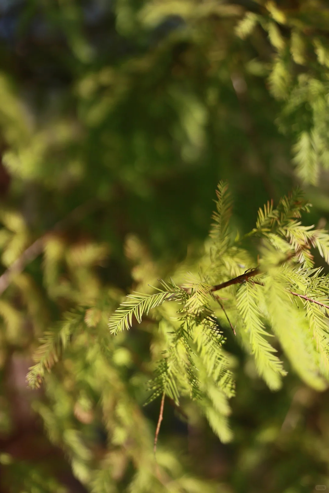 深圳 | 落羽杉开始红了