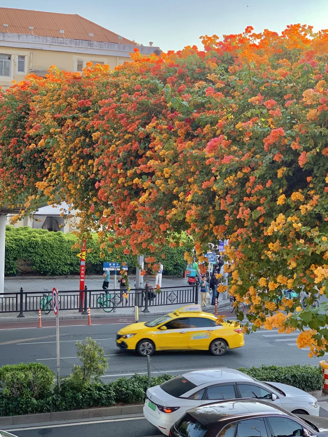 “后来我逢人便会说…🌸秋天的广州有多美！！”