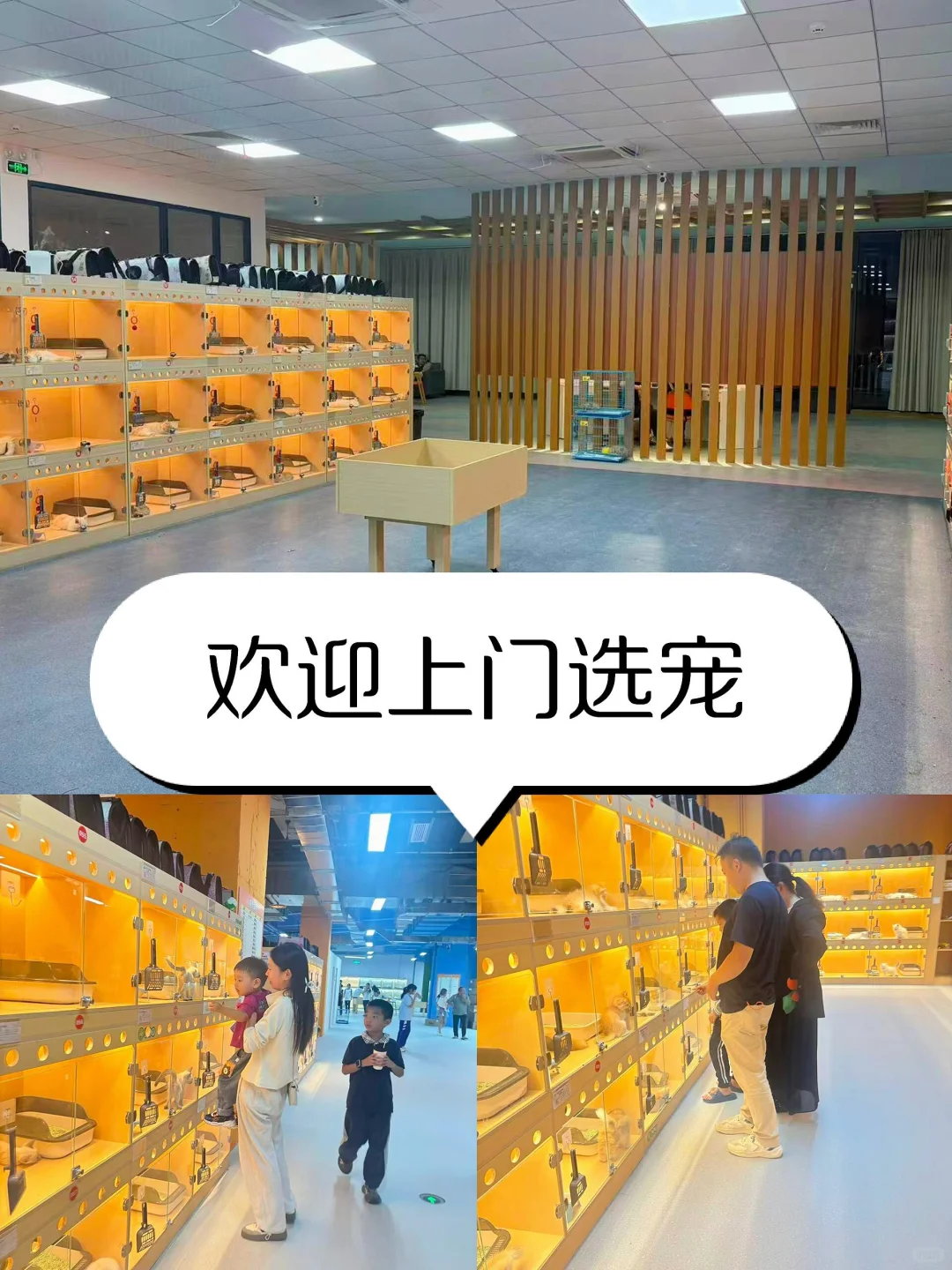 深圳大型宠物基地🔥喜欢猫猫狗狗的看过来🔥