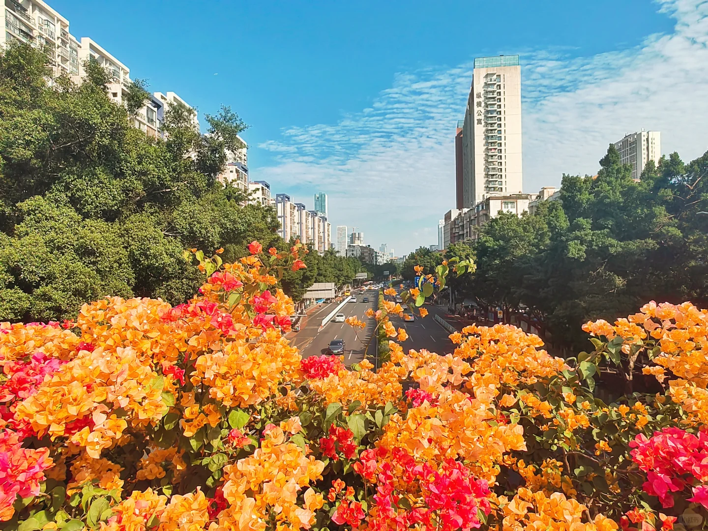 广州塔下赤岗天桥三角梅已到盛花期！