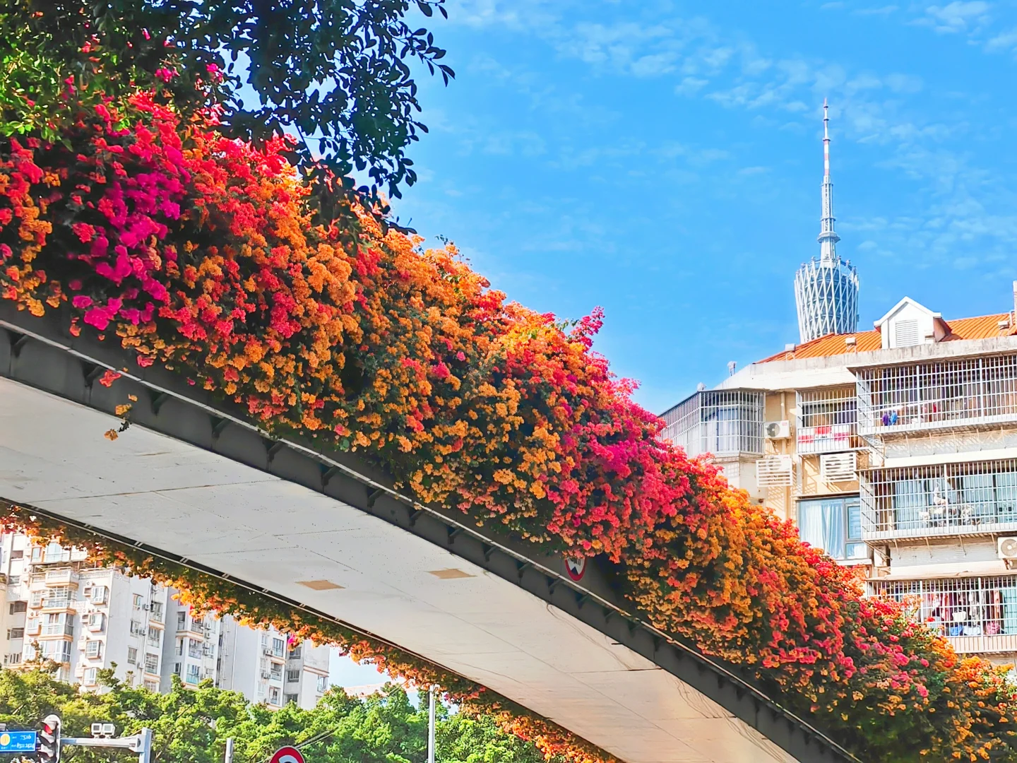 广州塔下赤岗天桥三角梅已到盛花期！