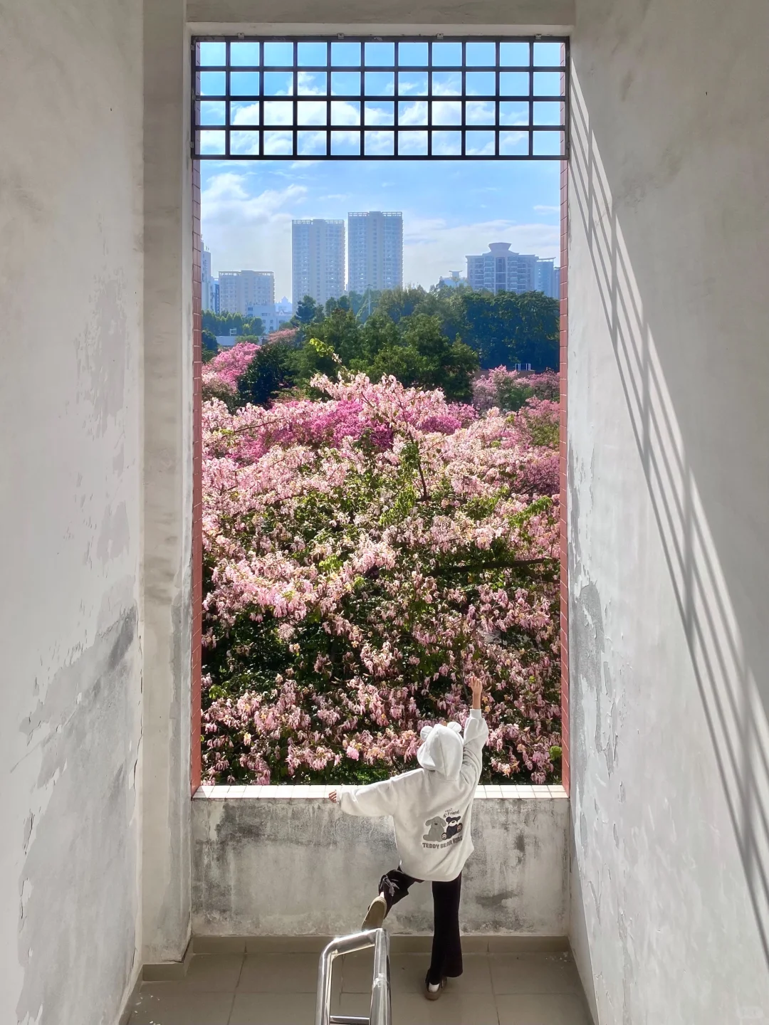 Live图🌸一棵树就是…广州一场盛大的秋冬！！